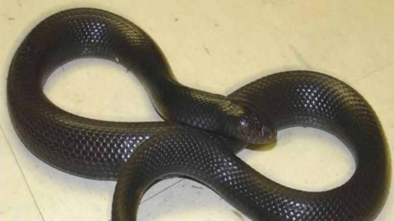 "Bu hayvanlar Türkiye'de var mıymış" diyeceğiniz türler - Resim: 3