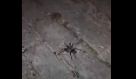 "Bu hayvanlar Türkiye'de var mıymış" diyeceğiniz türler - Resim: 2