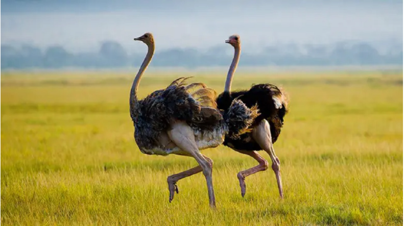 Dünyanın en hızlı hayvanları belirlendi. Bazılarına inanamayacaksınız! - Resim: 10