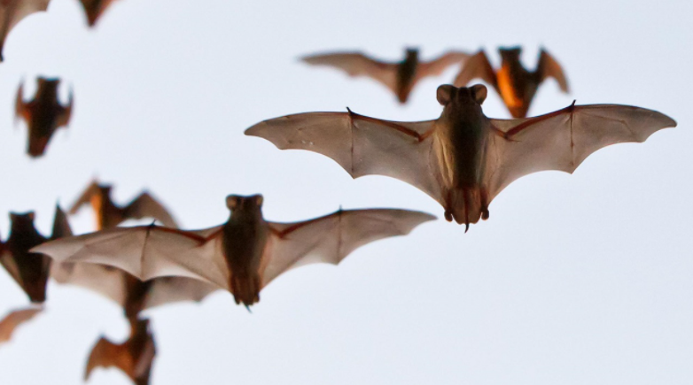 Dünyanın en hızlı hayvanları belirlendi. Bazılarına inanamayacaksınız! - Resim: 6