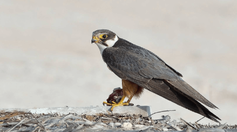 Dünyanın en hızlı hayvanları belirlendi. Bazılarına inanamayacaksınız! - Resim: 5