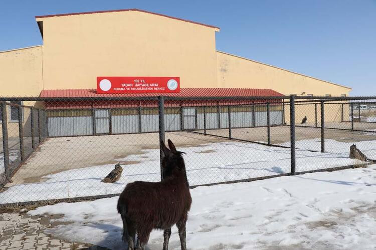 Soğukların artmasıyla hasta hayvan sayısı 5 kat arttı - Resim: 12