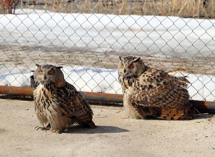 Soğukların artmasıyla hasta hayvan sayısı 5 kat arttı - Resim: 11