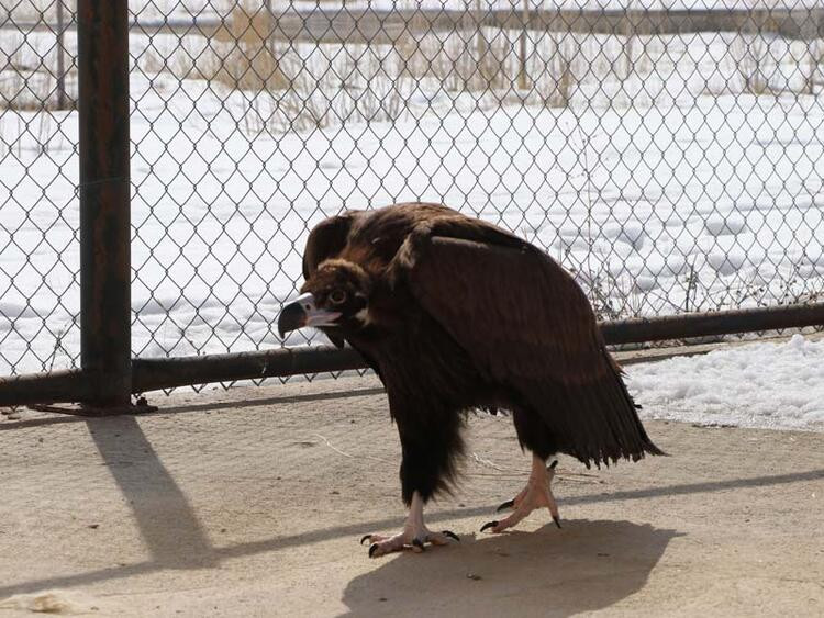 Soğukların artmasıyla hasta hayvan sayısı 5 kat arttı - Resim: 8