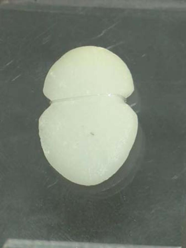 5 bin yıllık eserler ilk kez sergilenecek! - Resim: 10