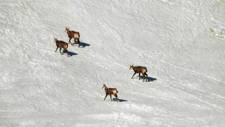 Şamua'lar, Tunceli’de görüntülendi - Resim: 2
