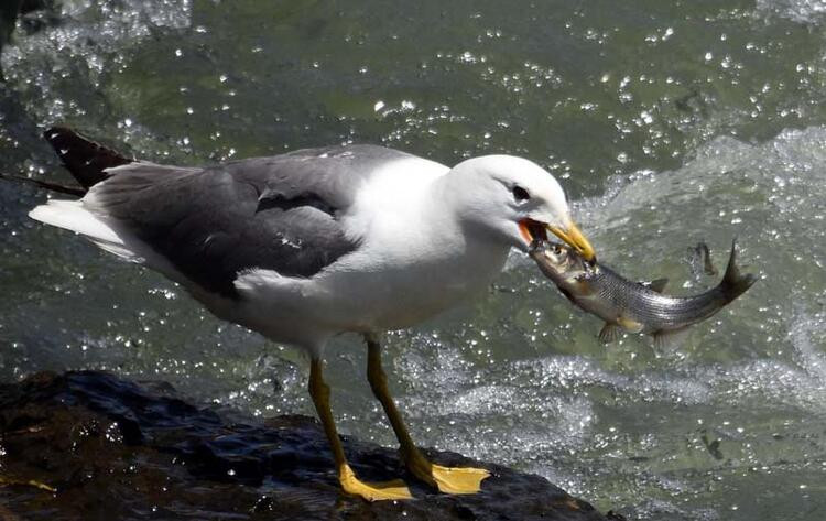 İnci kefalinden sonunda güzel haber geldi! - Resim: 7