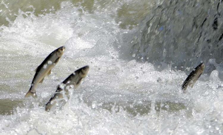 İnci kefalinden sonunda güzel haber geldi! - Resim: 6