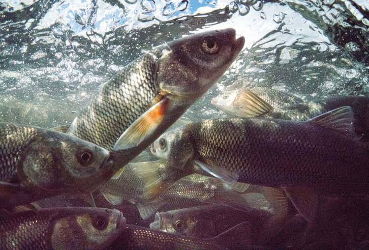 İnci kefalinden sonunda güzel haber geldi! - Resim: 5