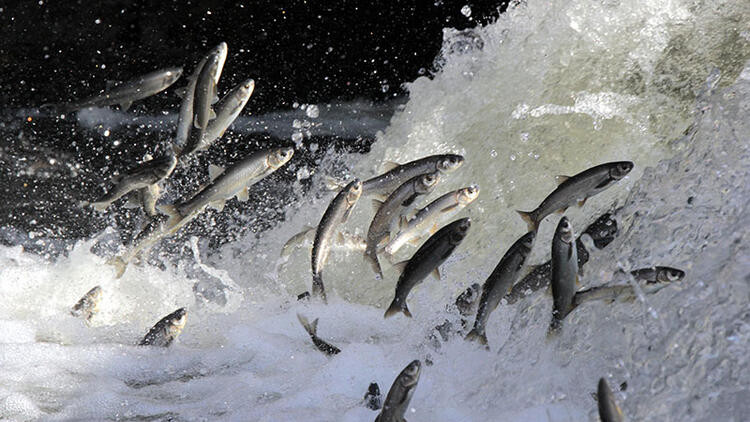 İnci kefalinden sonunda güzel haber geldi! - Resim: 1