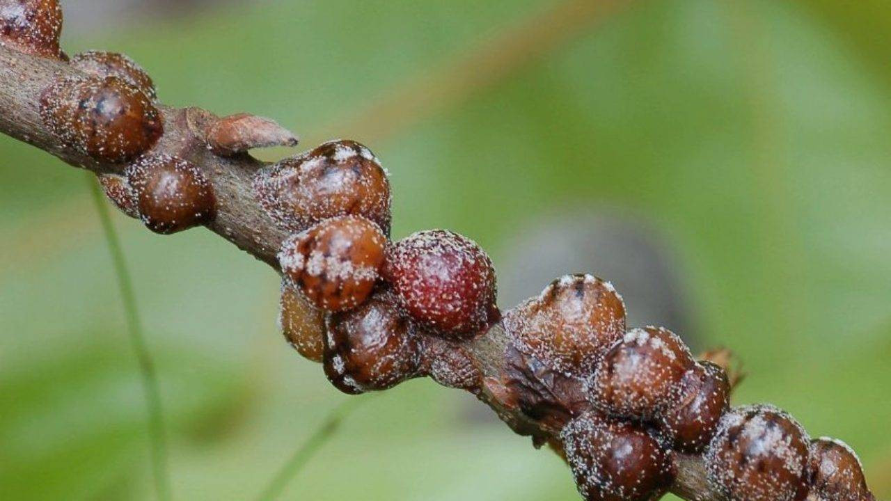 Renklerin isimleri nereden geliyor? - Resim: 10