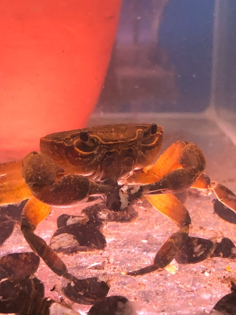 Su kaynaklarındaki istilacı zebra midyeleri, tatlı su yengecini yok edecek - Resim: 8