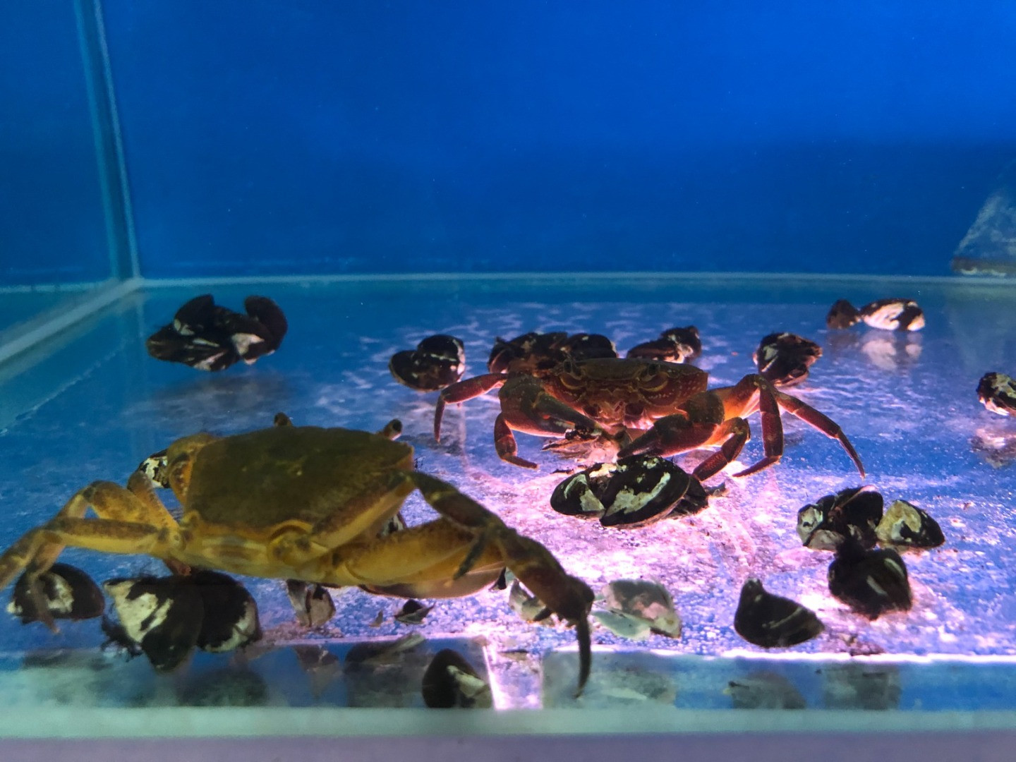 Su kaynaklarındaki istilacı zebra midyeleri, tatlı su yengecini yok edecek - Resim: 7