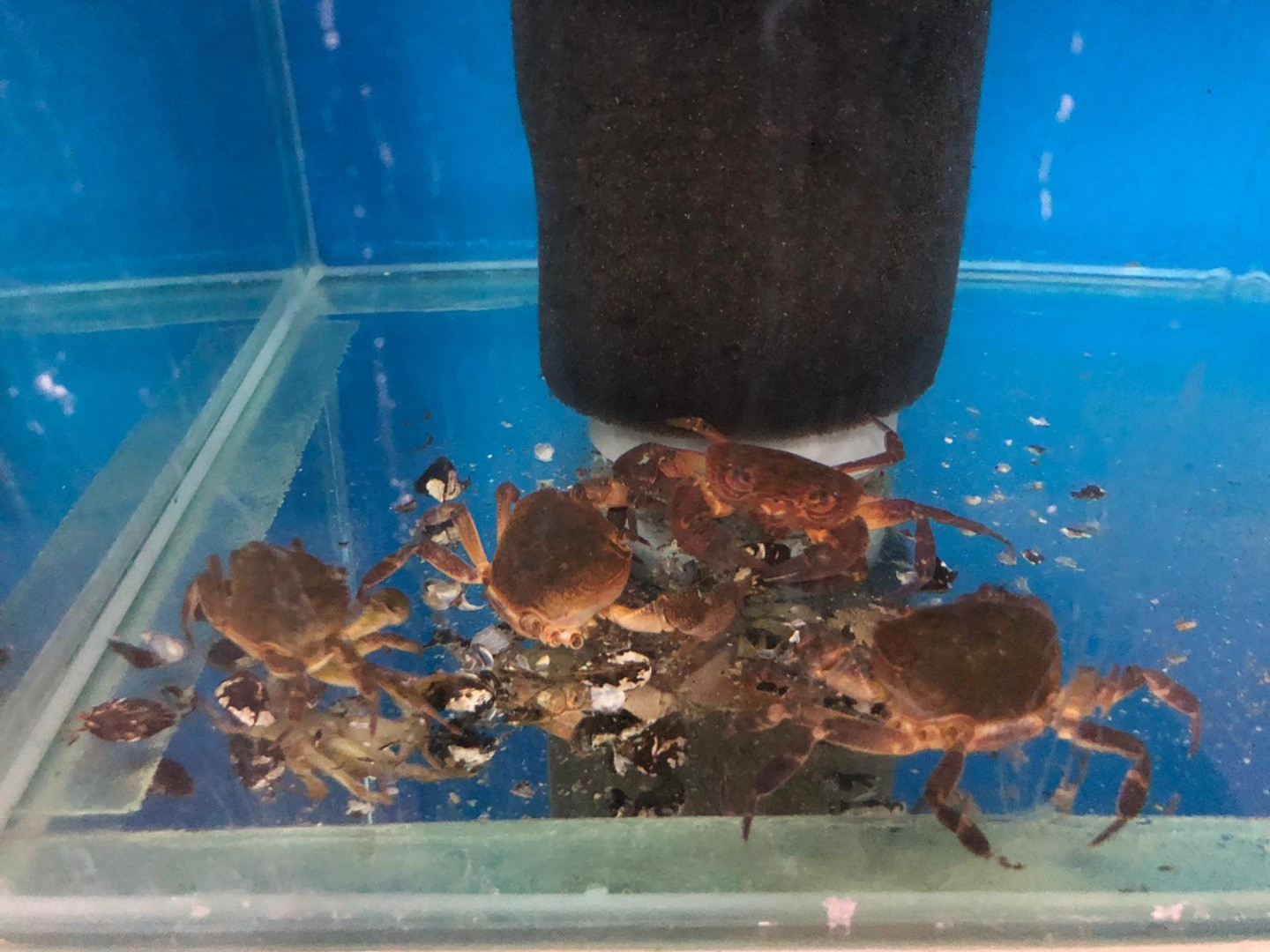 Su kaynaklarındaki istilacı zebra midyeleri, tatlı su yengecini yok edecek - Resim: 10