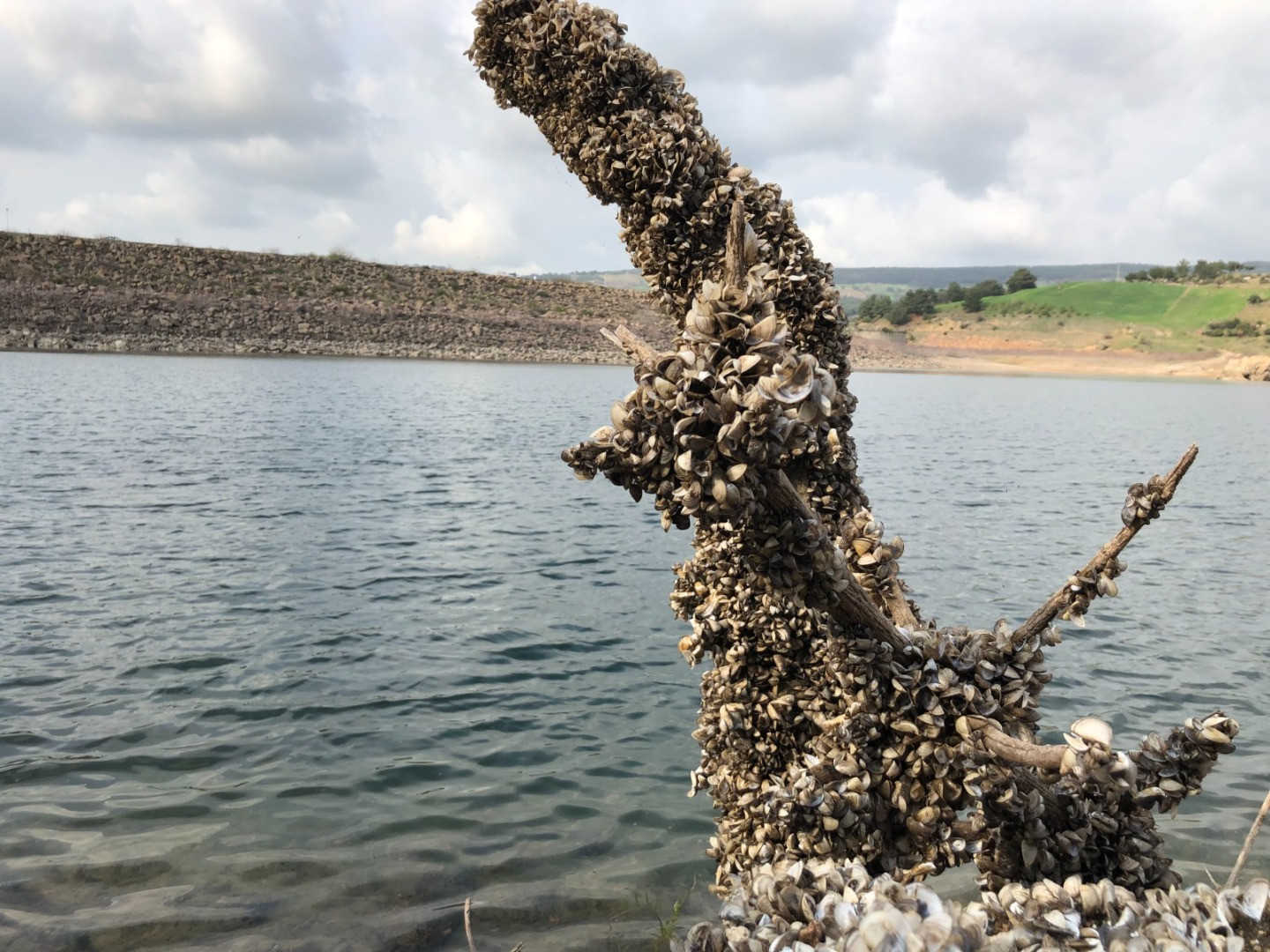 Su kaynaklarındaki istilacı zebra midyeleri, tatlı su yengecini yok edecek - Resim: 6