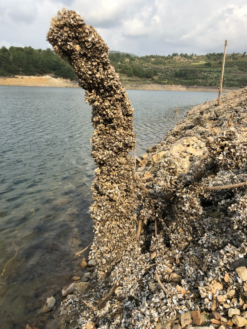 Su kaynaklarındaki istilacı zebra midyeleri, tatlı su yengecini yok edecek - Resim: 15