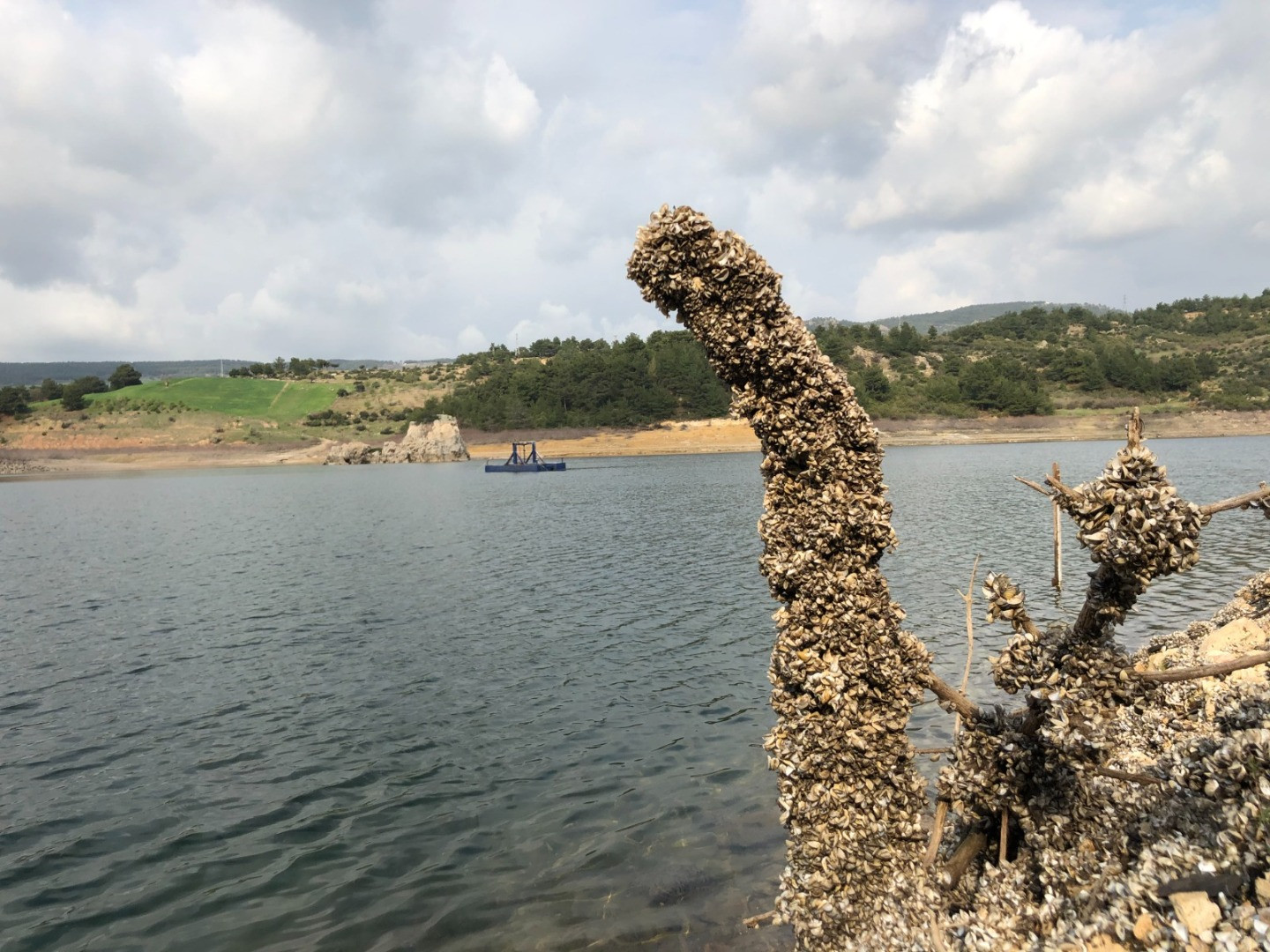 Su kaynaklarındaki istilacı zebra midyeleri, tatlı su yengecini yok edecek - Resim: 3