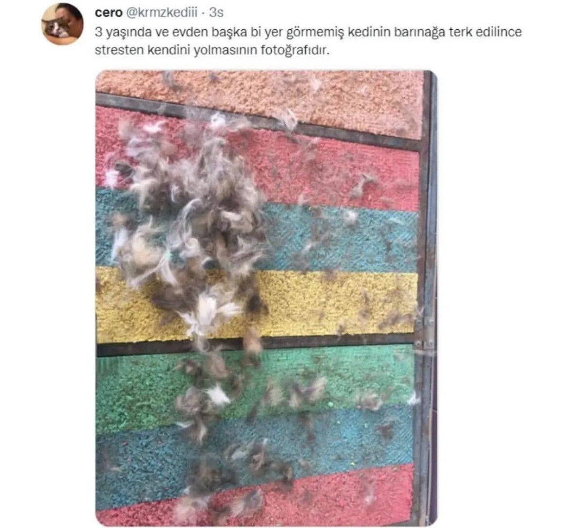 Kedi bakımında yapılan 25 hata - Resim: 26