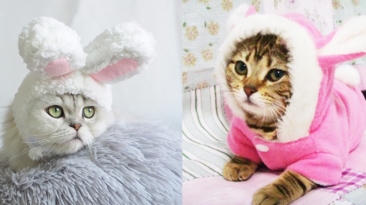 Kedi bakımında yapılan 25 hata - Resim: 25