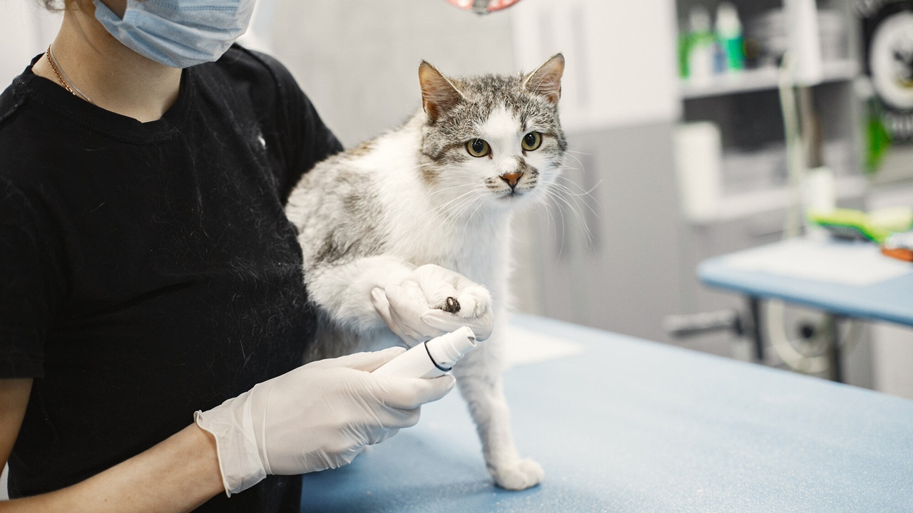 Kedi bakımında yapılan 25 hata - Resim: 24