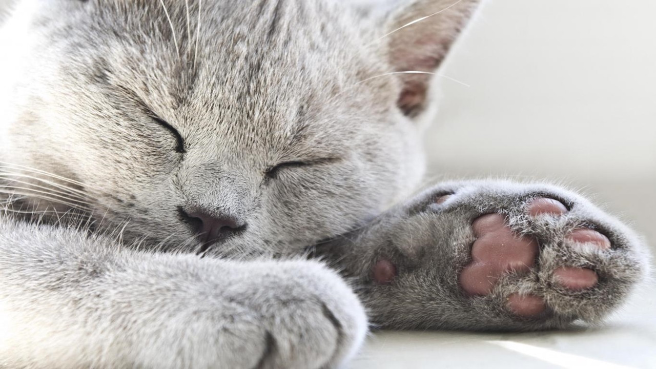 Kedi bakımında yapılan 25 hata - Resim: 22