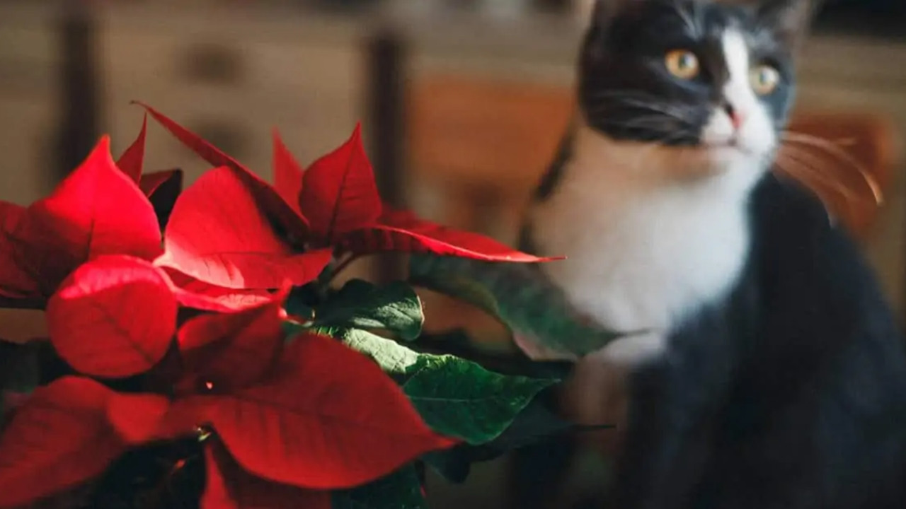 Kedi bakımında yapılan 25 hata - Resim: 21