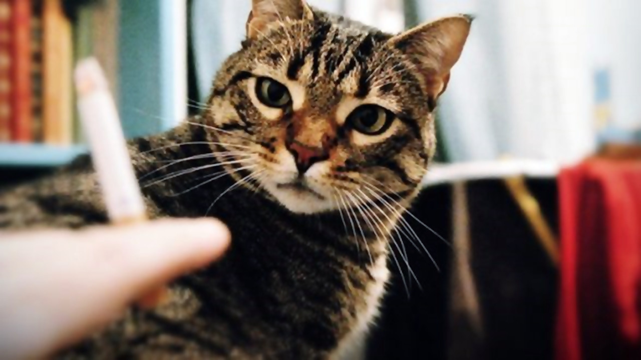 Kedi bakımında yapılan 25 hata - Resim: 20