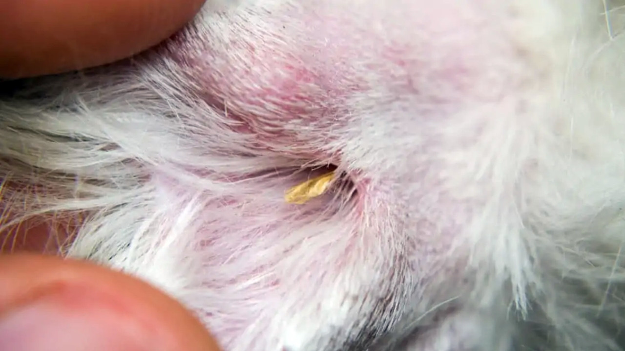 Kedi bakımında yapılan 25 hata - Resim: 19