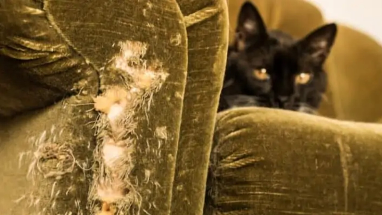 Kedi bakımında yapılan 25 hata - Resim: 18