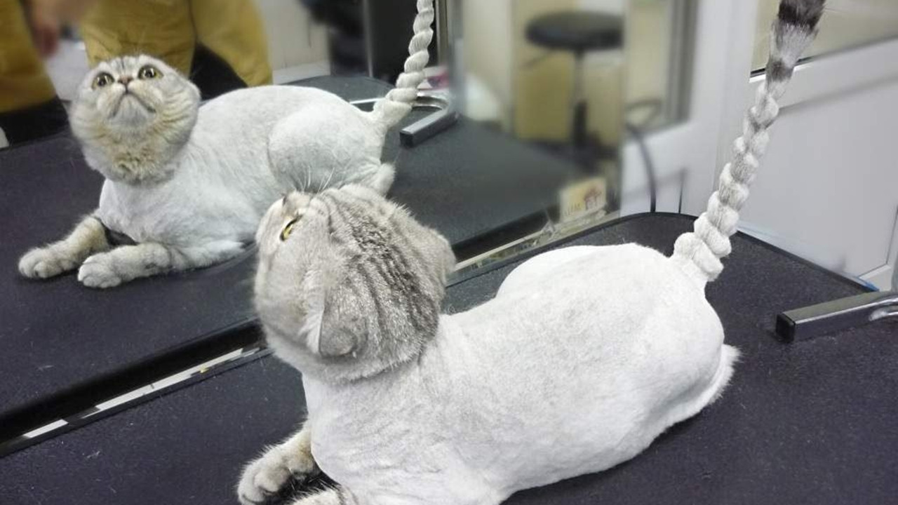 Kedi bakımında yapılan 25 hata - Resim: 17