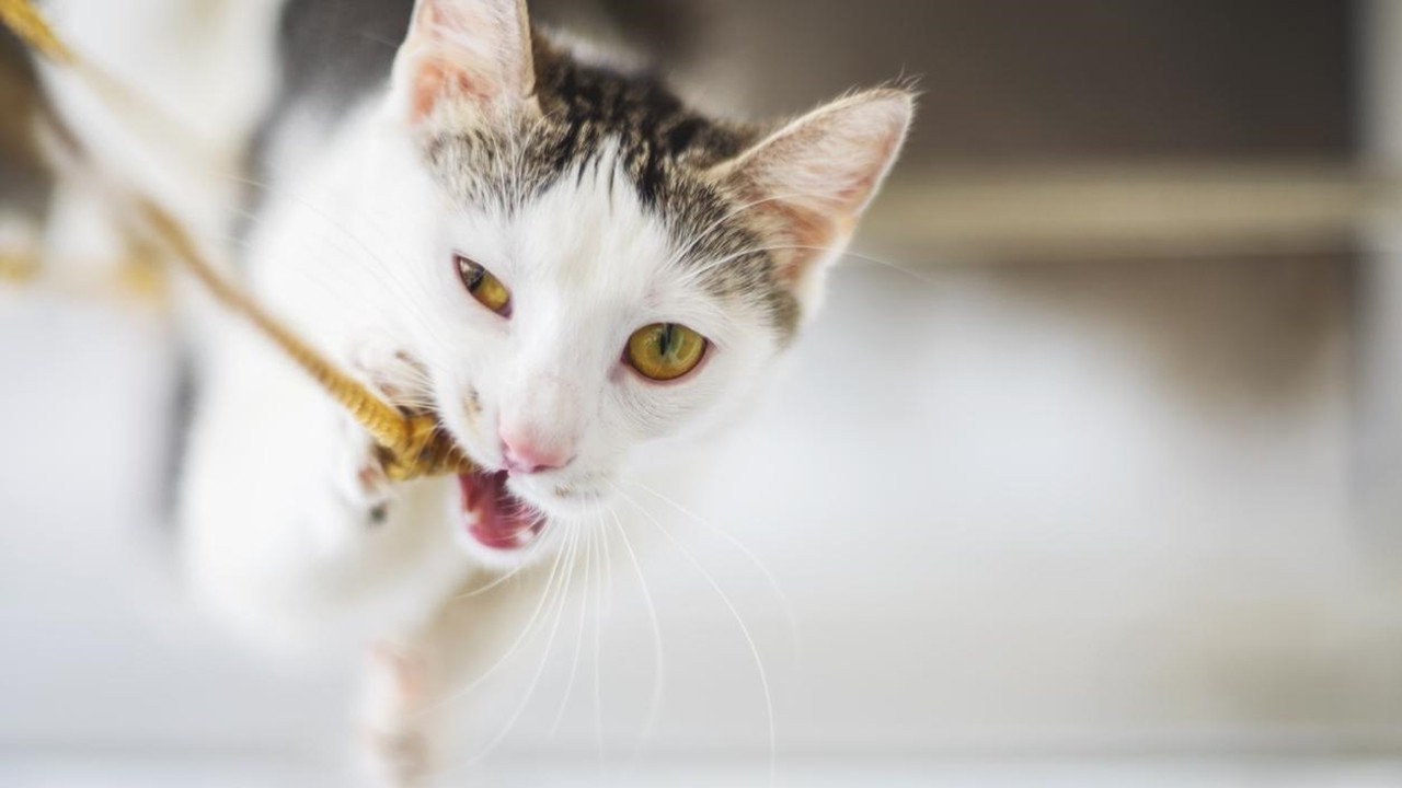 Kedi bakımında yapılan 25 hata - Resim: 14