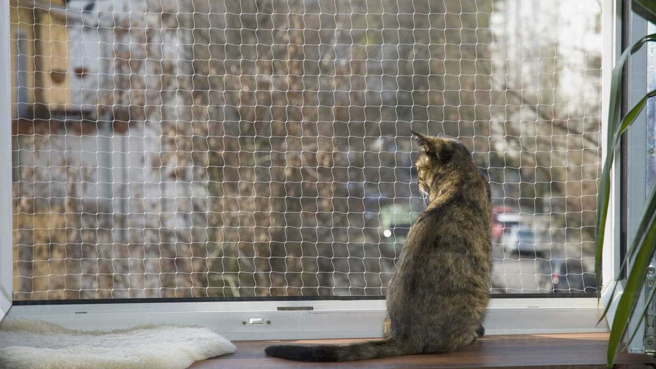 Kedi bakımında yapılan 25 hata - Resim: 10