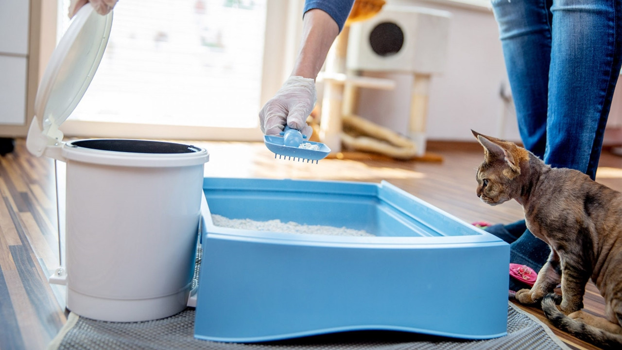 Kedi bakımında yapılan 25 hata - Resim: 8