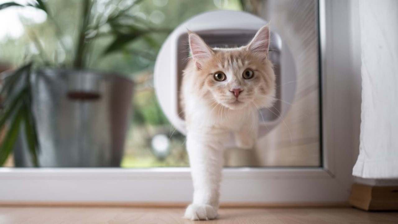 Kedi bakımında yapılan 25 hata - Resim: 7