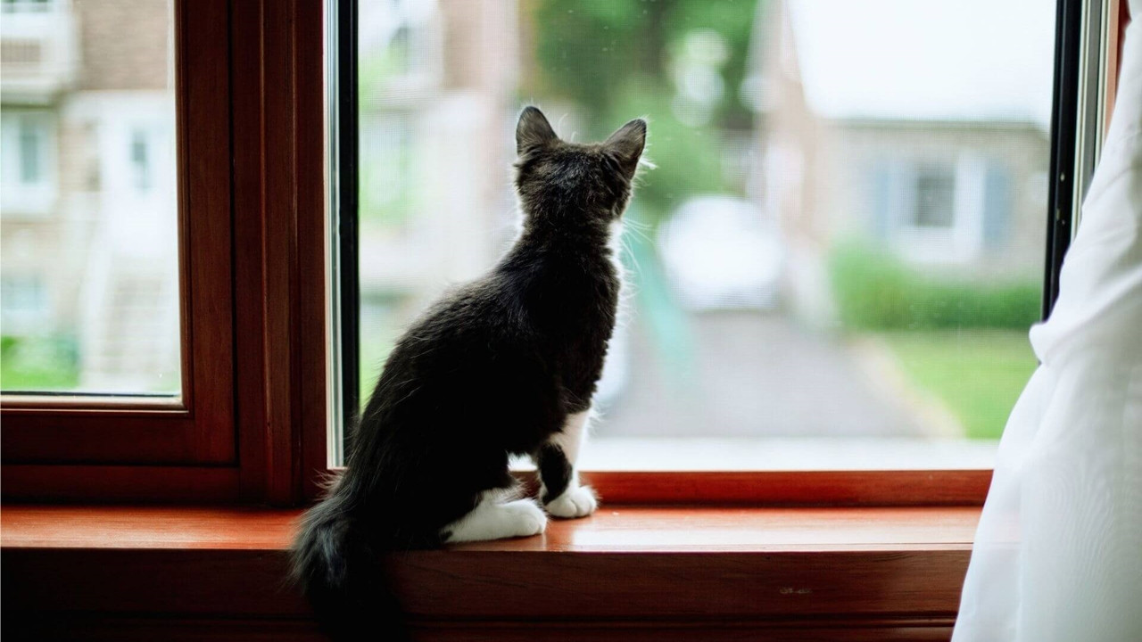 Kedi bakımında yapılan 25 hata - Resim: 6