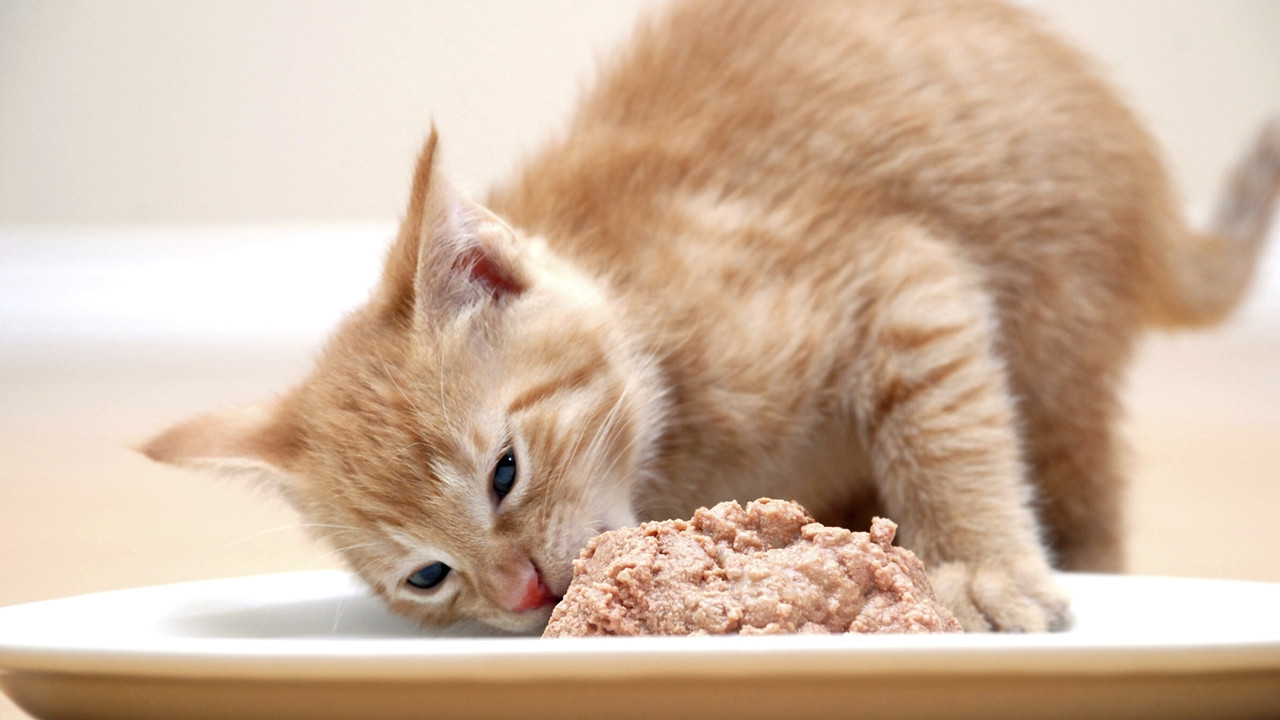 Kedi bakımında yapılan 25 hata - Resim: 3