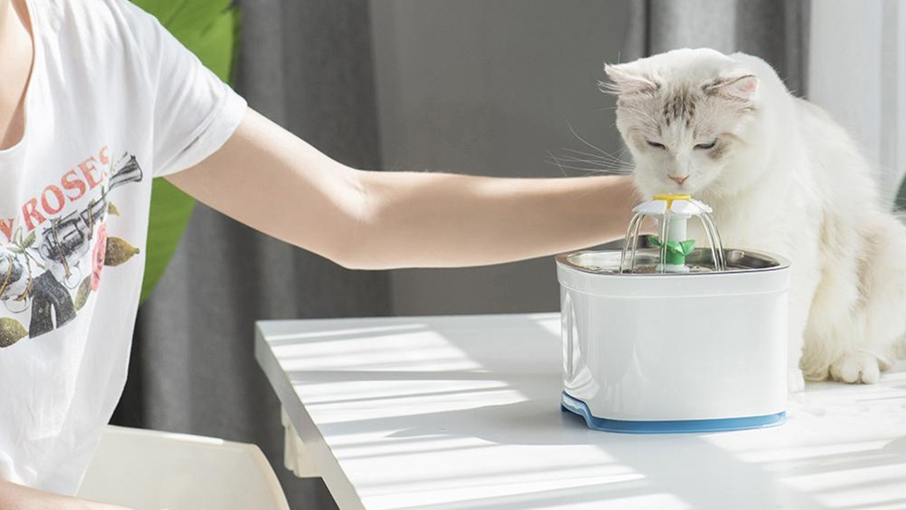 Kedi bakımında yapılan 25 hata - Resim: 2