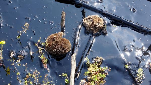 Edirne'de alarm! Fuel oil kazanı patladı; tonlarca yakıt çevreye yayıldı - Resim: 11