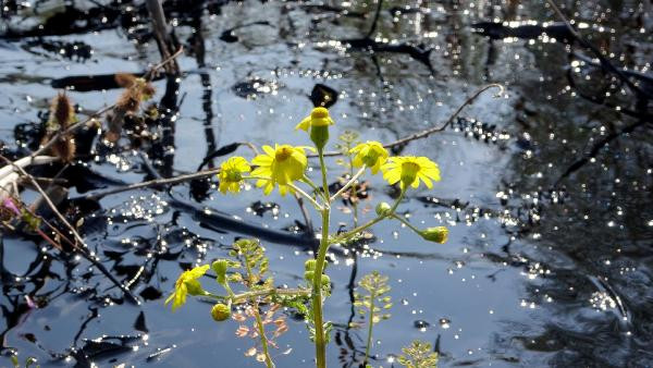 Edirne'de alarm! Fuel oil kazanı patladı; tonlarca yakıt çevreye yayıldı - Resim: 13