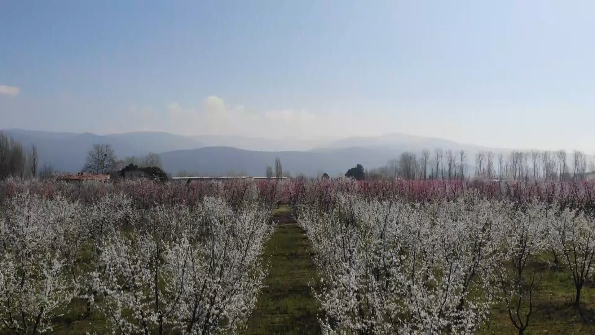 Çiçek açan meyve ağaçları kartpostallık görüntüler oluşturdu. Masalsı görüntüler dron ile görüntülendi - Resim: 2