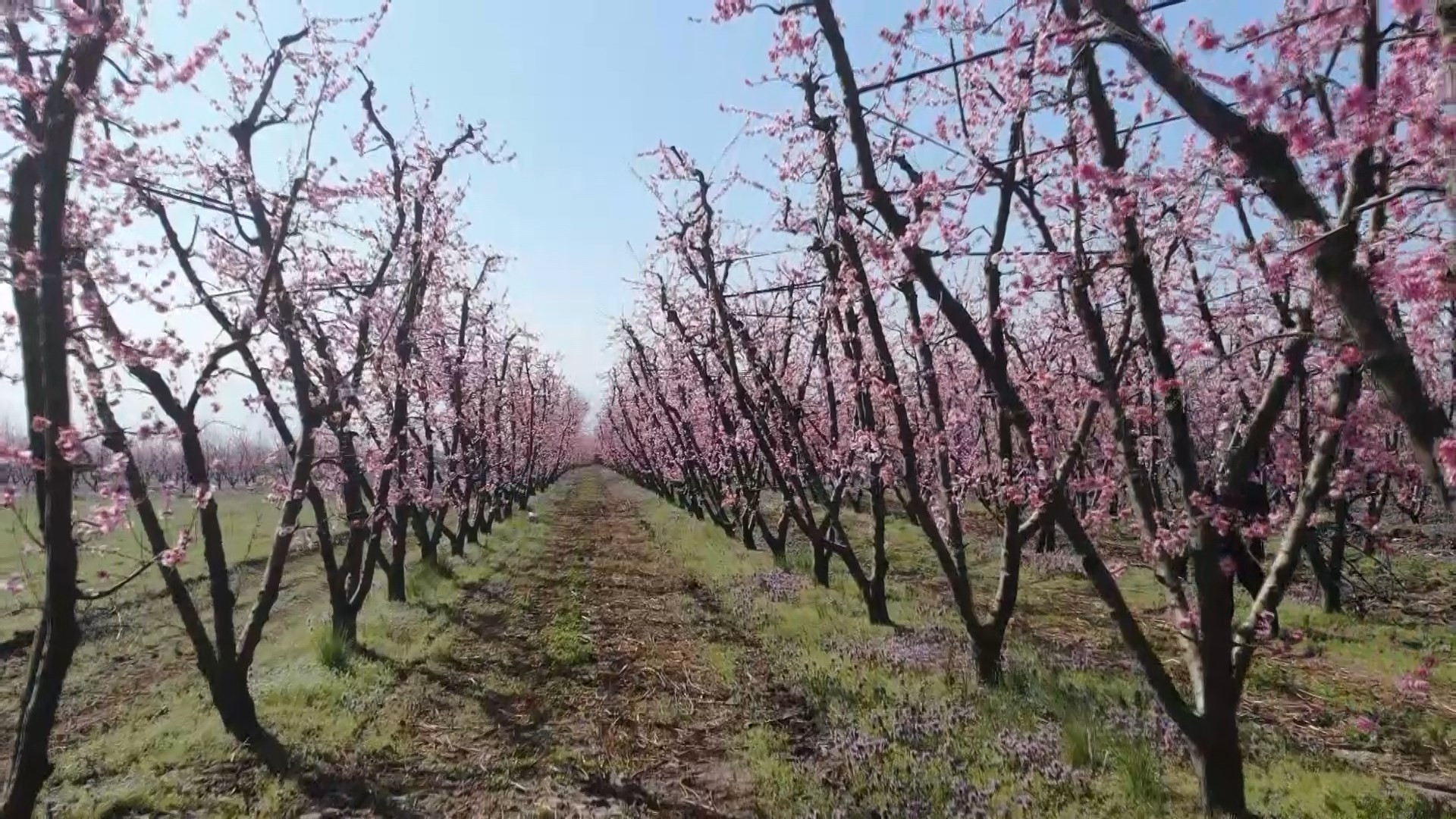 Çiçek açan meyve ağaçları kartpostallık görüntüler oluşturdu. Masalsı görüntüler dron ile görüntülendi - Resim: 1