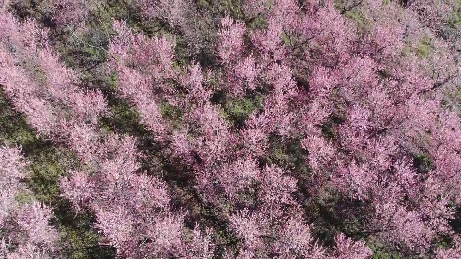 Çiçek açan meyve ağaçları kartpostallık görüntüler oluşturdu. Masalsı görüntüler dron ile görüntülendi - Resim: 11