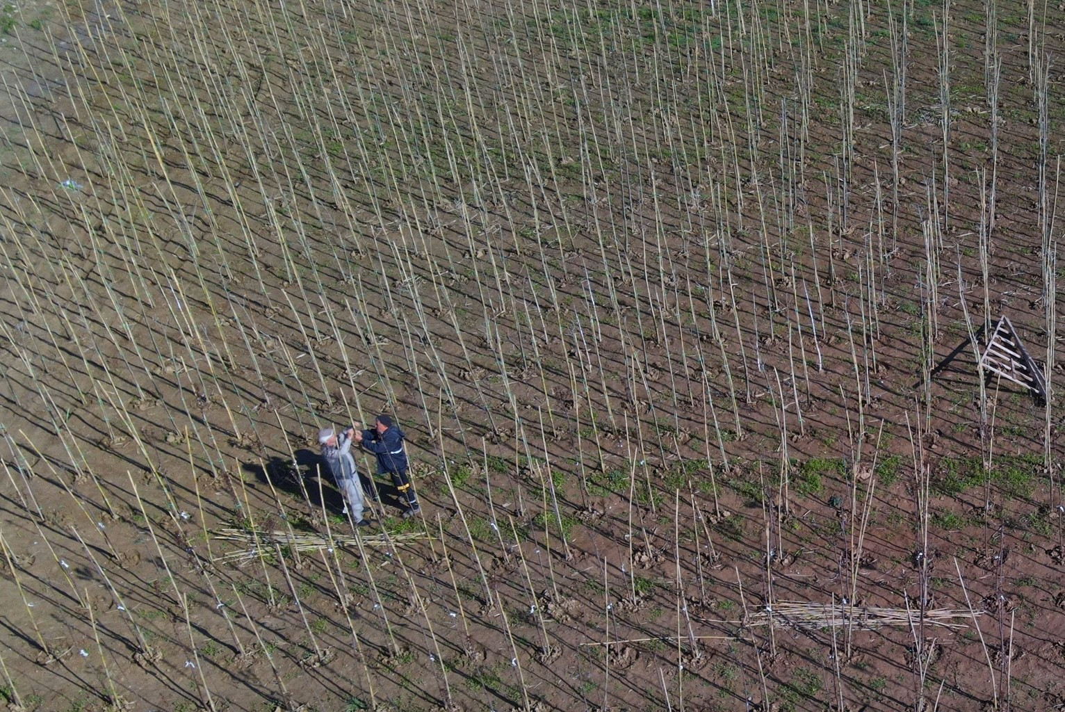 Çiçek açan meyve ağaçları kartpostallık görüntüler oluşturdu. Masalsı görüntüler dron ile görüntülendi - Resim: 5