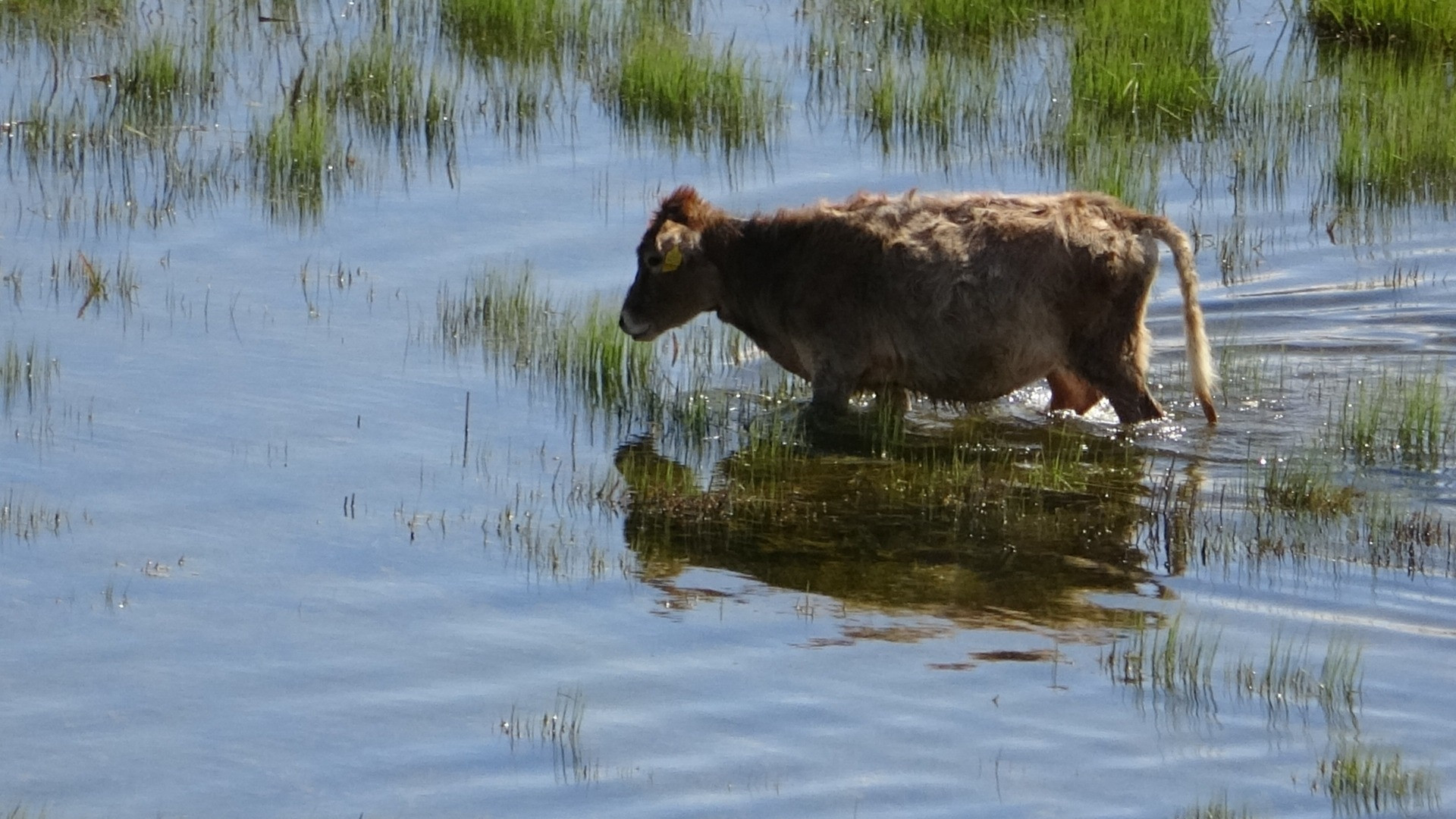 Hakkari'de Afrika'yı aratmayan görüntüler - Resim: 28