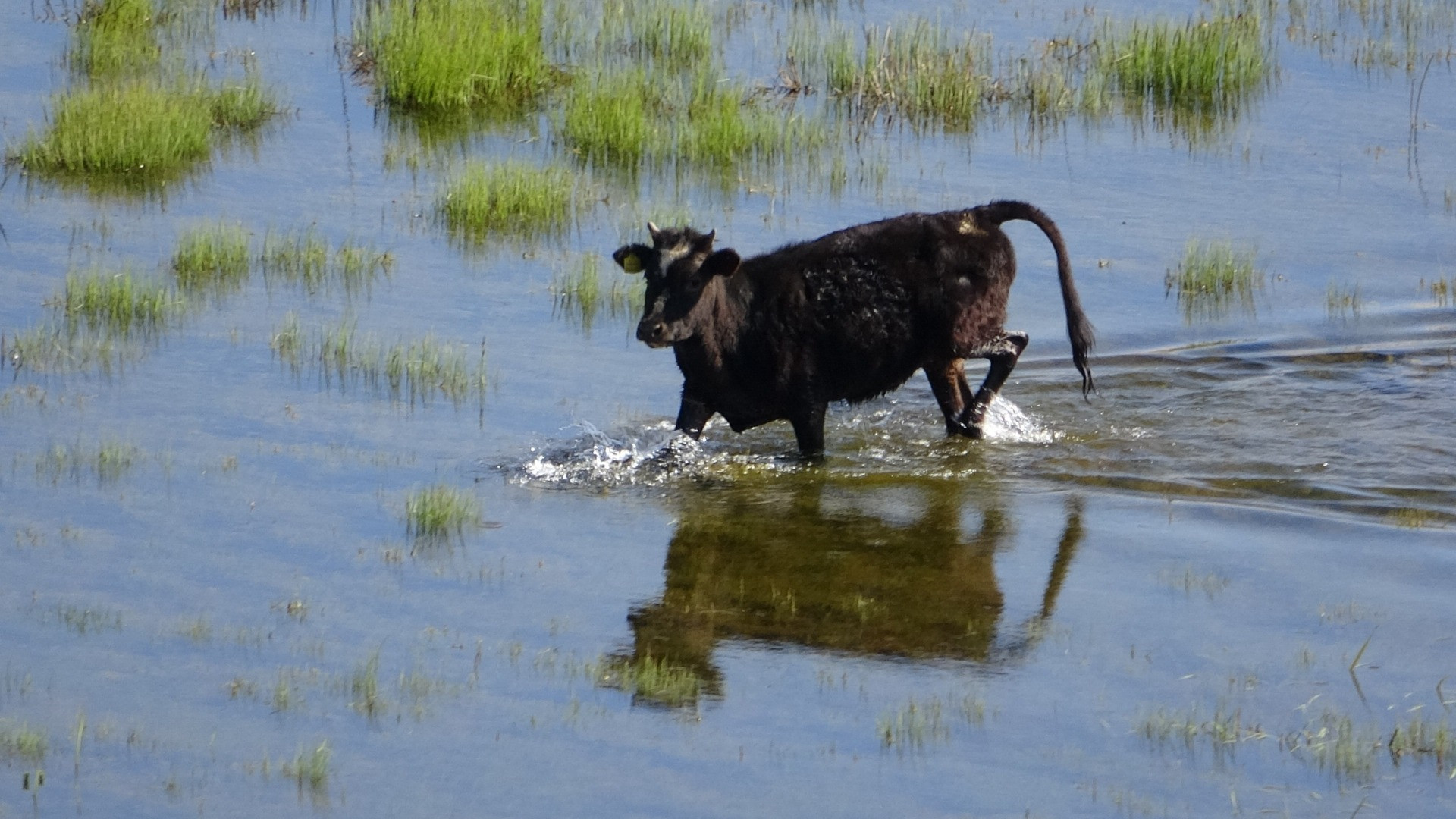 Hakkari'de Afrika'yı aratmayan görüntüler - Resim: 2