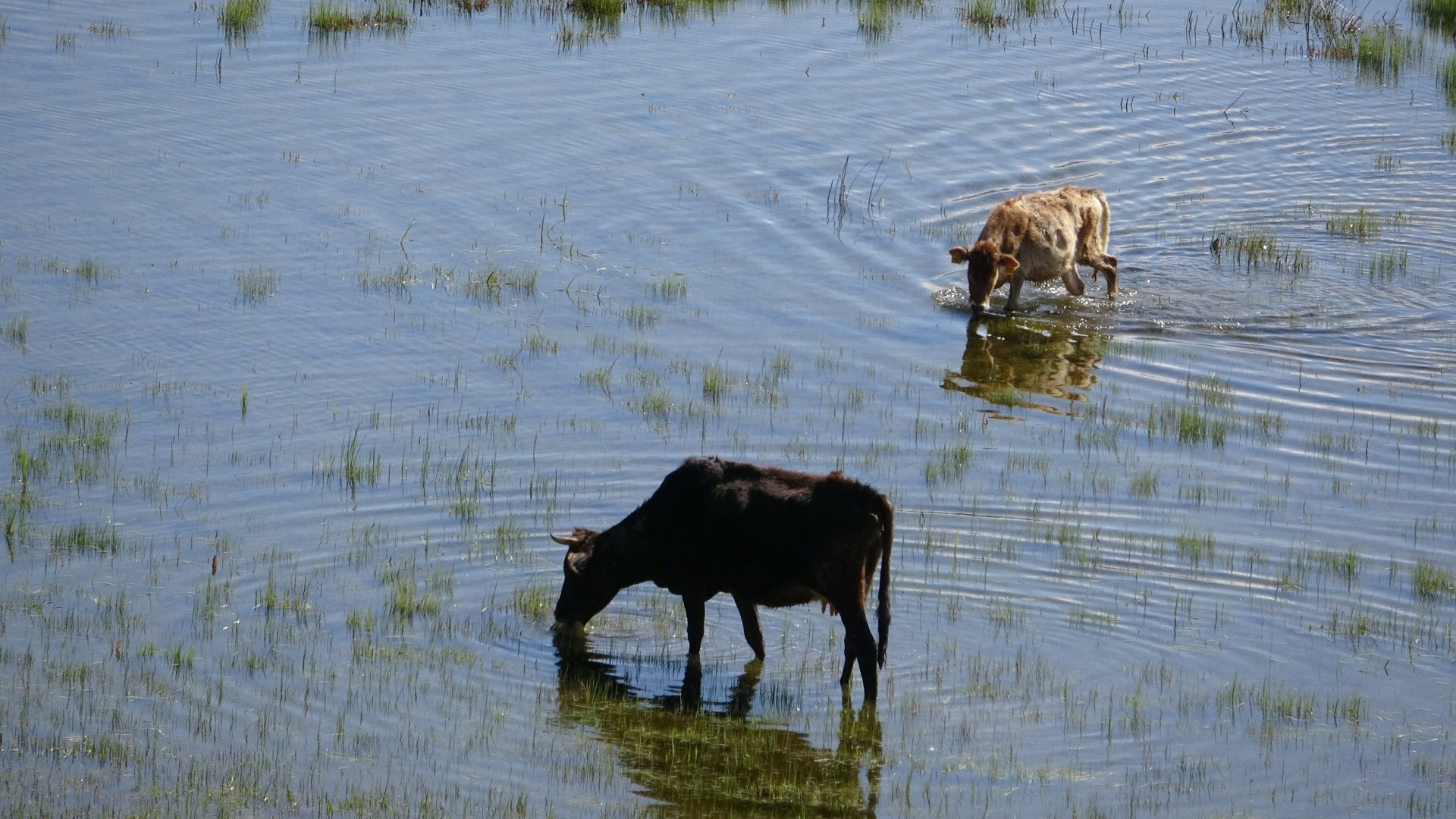 Hakkari'de Afrika'yı aratmayan görüntüler - Resim: 25