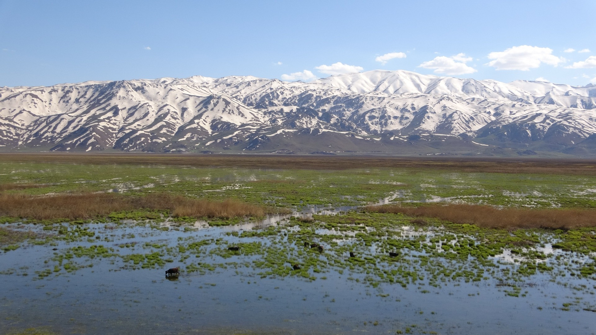 Hakkari'de Afrika'yı aratmayan görüntüler - Resim: 7