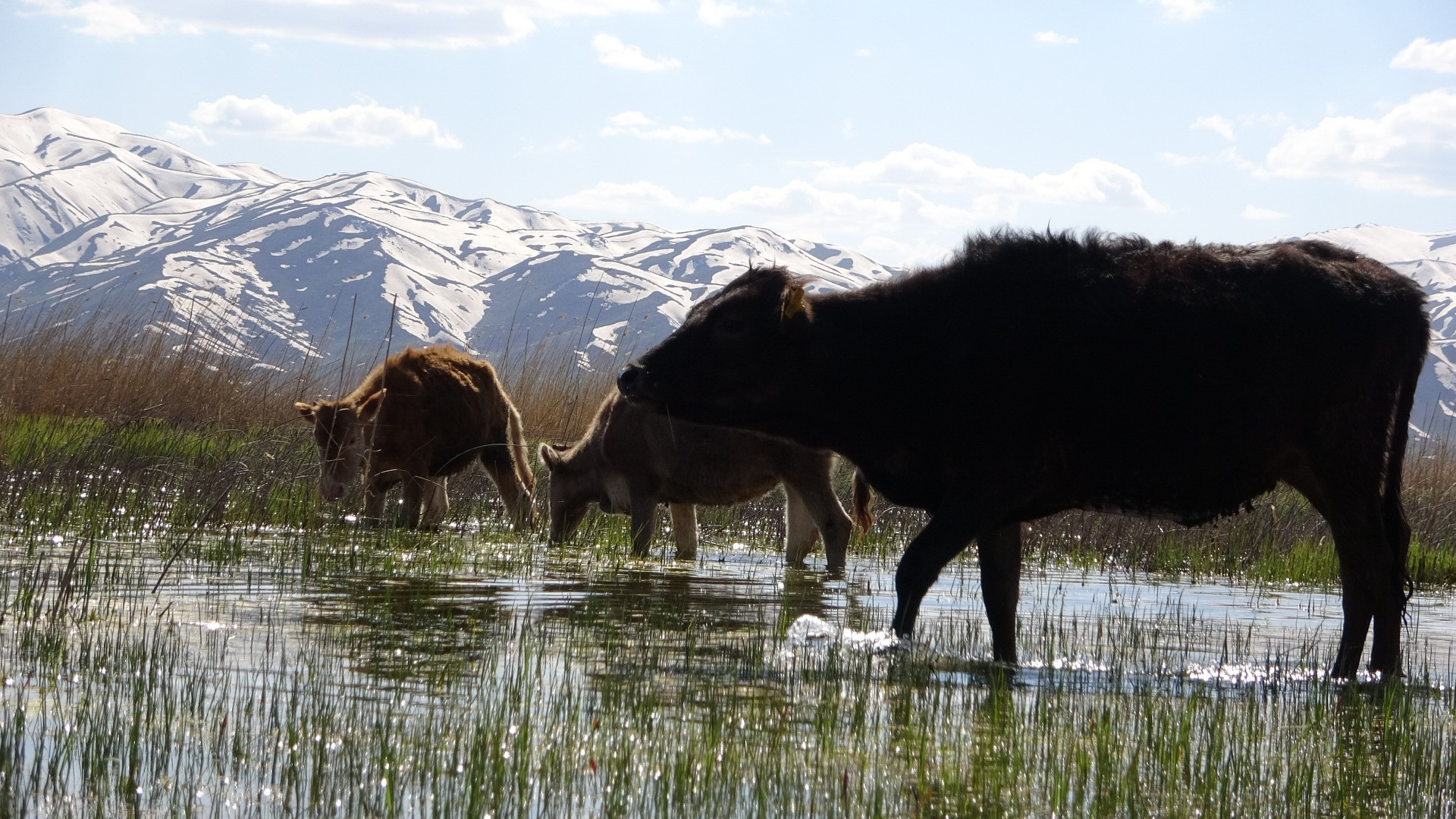 Hakkari'de Afrika'yı aratmayan görüntüler - Resim: 11