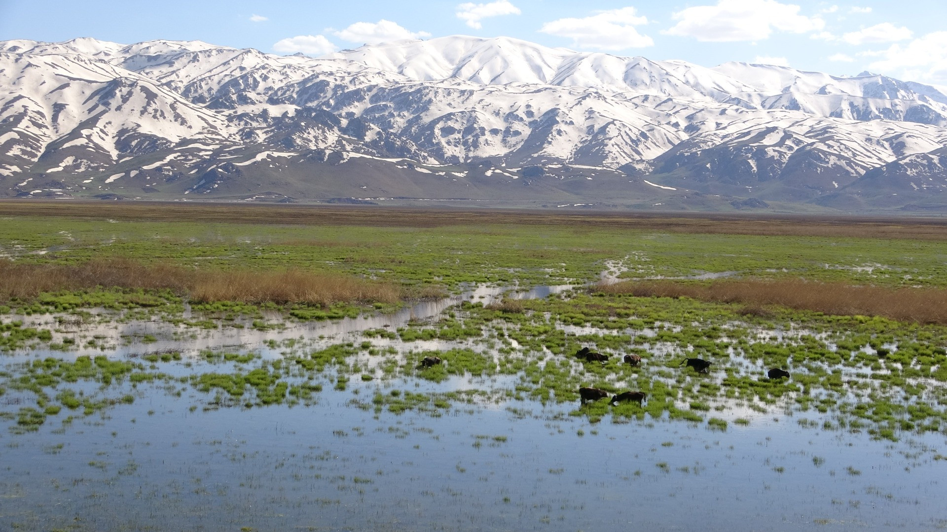 Hakkari'de Afrika'yı aratmayan görüntüler - Resim: 9
