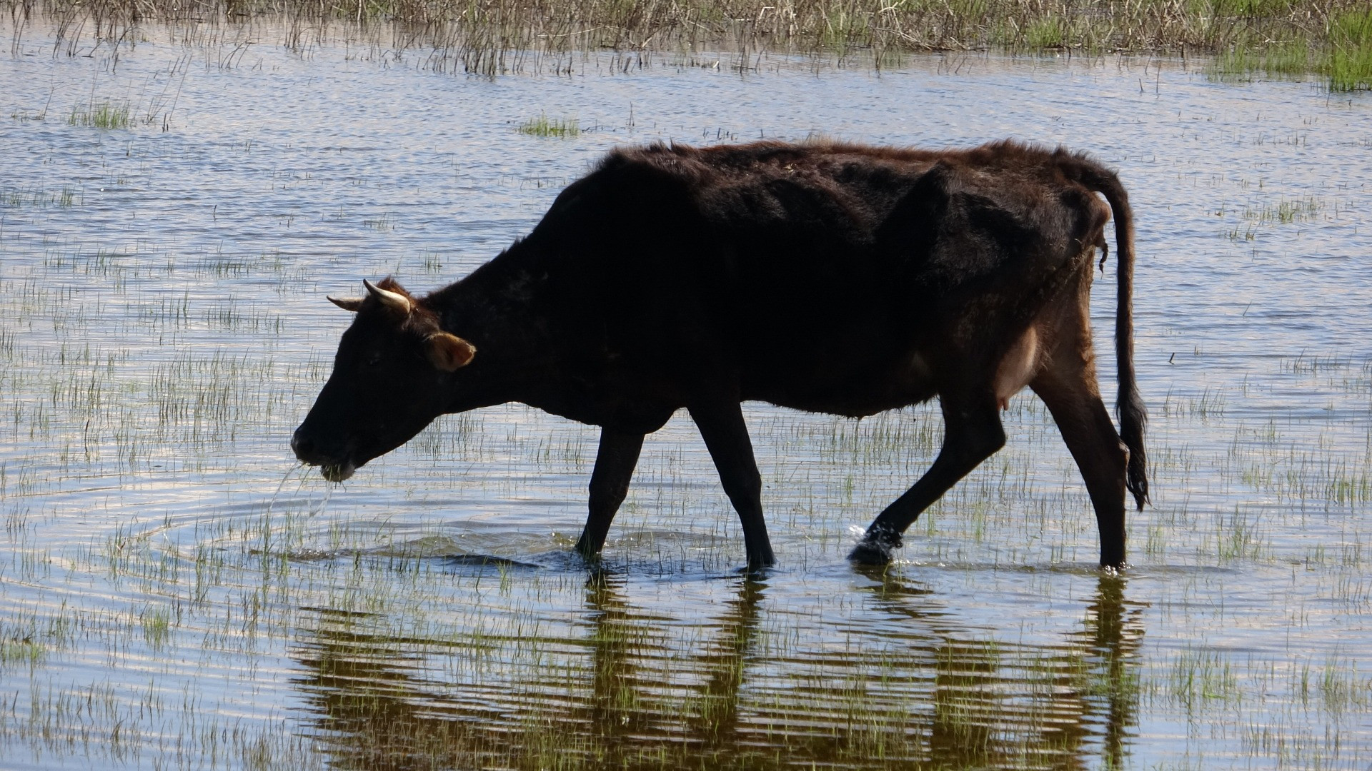 Hakkari'de Afrika'yı aratmayan görüntüler - Resim: 23